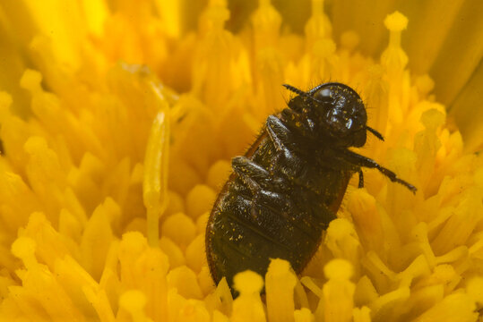 escarabajo disfrutando de polen en flor amarilla 