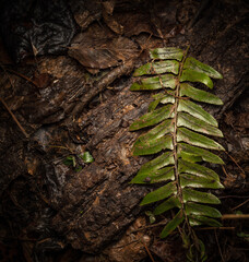 Fern on forest floor