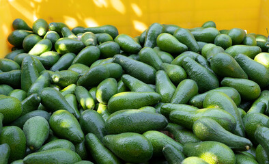 Avocado picking in season in the orchard