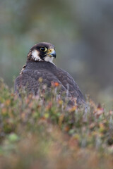 Peregrine Falcon (Falco peregrines) framed by blurred heather