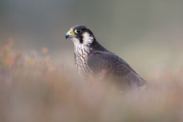 Peregrine Falcon (Falco peregrines) framed by blurred heather