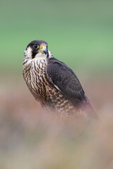 Peregrine Falcon (Falco peregrines) framed by blurred heather