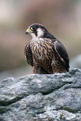 Peregrine Falcon (Falco peregrines) surveying surroundings from a high rocky ledge
