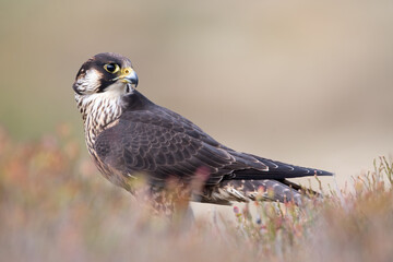 Peregrine Falcon (Falco peregrines) framed by blurred heather