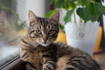 A tabby cat on a window sill against a blurry background with a flower. Reflection in the glass.
