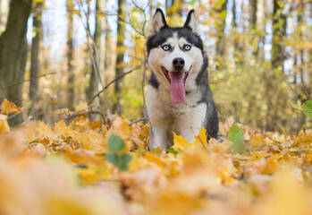 portrait of siberian husky