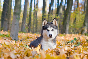 portrait of siberian Husky