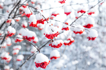 Red rowan clusters are covered with the first snow. Soft focus, blur. 