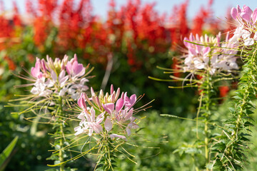 Pink spider flower, also known as pink queen or grandfathers whiskers, in selective focus