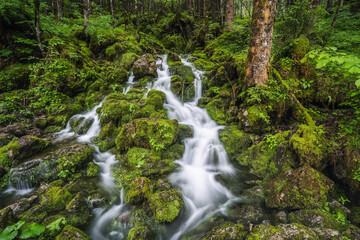 Fototapeta premium Stream in forest in Ramsau Berchtesgaden Bavaria, Germany, Europe