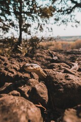 rocks in the forest