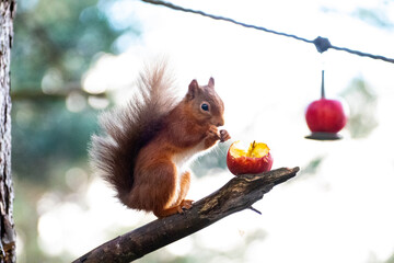 Sunny Morning Breakfast