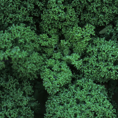 jarmuż  zielony liście jarzyny jedzenie zdrowie
