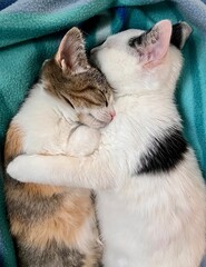 Chatons dormant ensemble, des amours 
