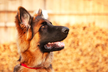 Portrait of a young German shepherd dog.