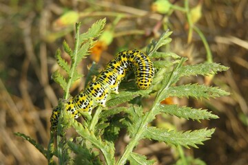 Mullein caterpillar on plant in the meadow, closeup