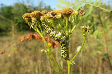 Mullein caterpillar on a tansy plant in the garden, closeup