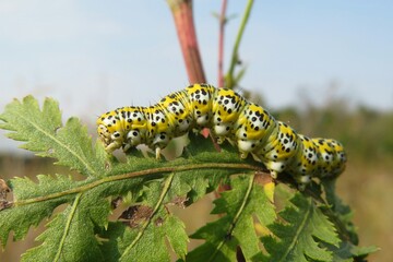 Closeup of yellow mullein caterpillar on a tansy plant in the garden