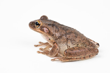 Cuban Tree Frog on white background 