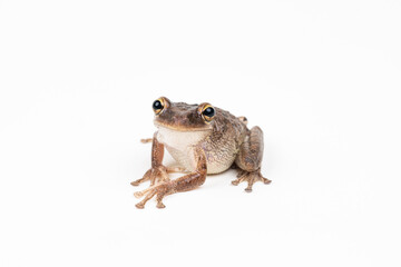 Cuban Tree Frog on white background 