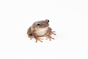 Cuban Tree Frog on white background 