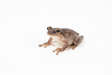 Cuban Tree Frog on white background 