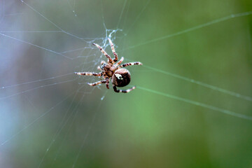 spider crawls on the web