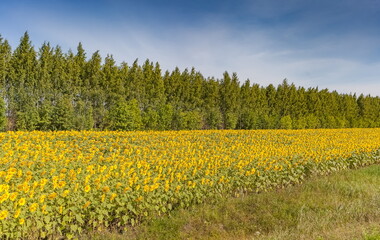 Yellow sunflower flowers on the background of trees and blue sky in summer