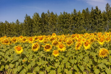 Fototapeta premium Yellow sunflower flowers on the background of trees and blue sky in summer