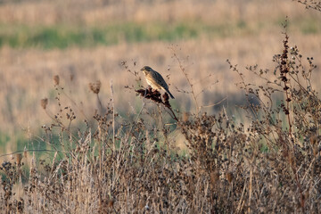 Corn bunting in National park Villafafila Spain