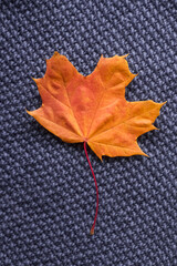 Orange maple leaf, vertical photo.