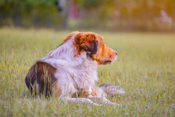 Stray dog ​​resting in the grass