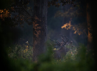 Red deer roaring in forest in autumn