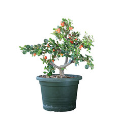 cotoneaster prebonsai over dark background
