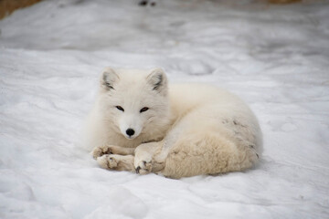 Arctic Fox Staring