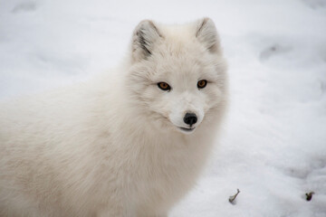 Arctic Fox Profile