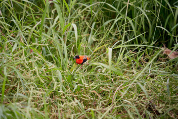 Euplectes franciscanus, northern red bishop