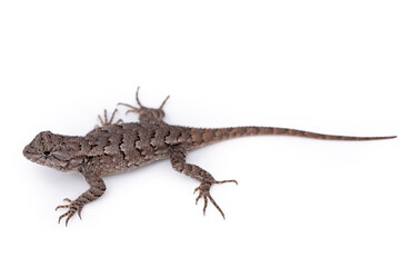 Eastern Fence Lizard juvenile on white