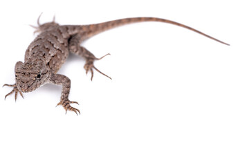 Eastern Fence Lizard juvenile on white