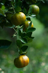 tangerine fruit trees on a citrus farm in the tropics