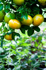 tangerine fruit trees on a citrus farm in the tropics