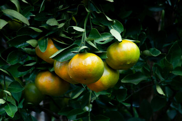 tangerine fruit trees on a citrus farm in the tropics