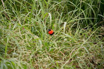 Euplectes franciscanus, northern red bishop