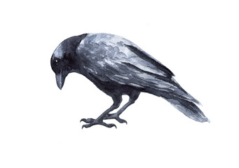 Black bird raven isolated on white background. Watercolor drawing.  Corvus corax