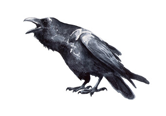 Old black bird raven isolated on white background. Watercolor drawing.  Corvus corax