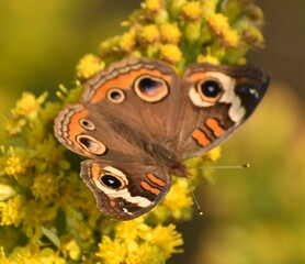 Obraz premium Buckeye butterfly
