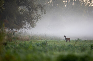 Red deer femal hind walking in forest in fog
