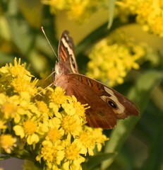 Buckeye butterfly