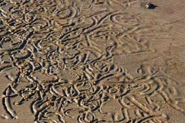 Wet sand on the beach. Texture. Shellfish traces.