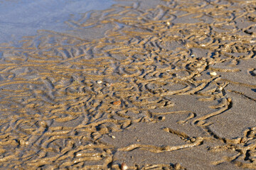 Wet sand on the beach. Texture. Shellfish traces.